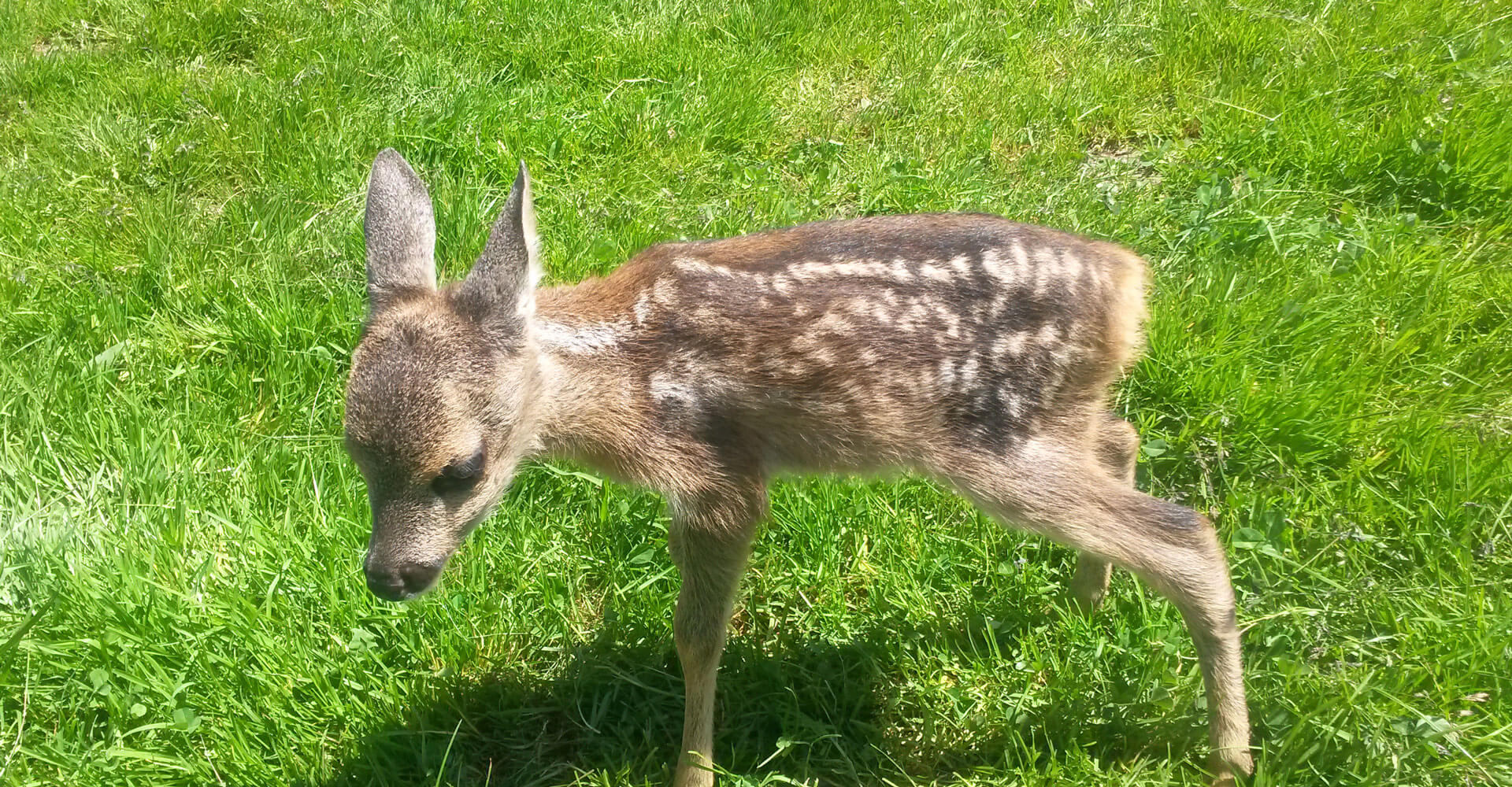 Kinderferien auf dem Bauernhof Südtirol